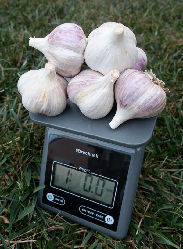 Southeastern Montana Giant Garlic