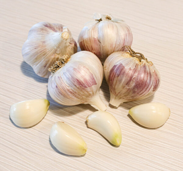 Giant Montana Garlic